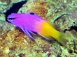 Royal Gramma Basslet